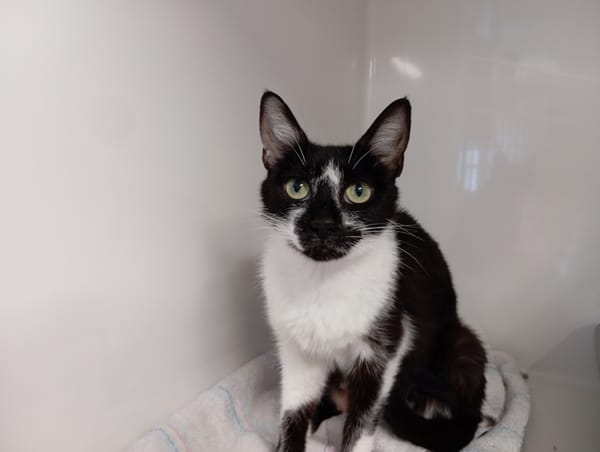 OREO