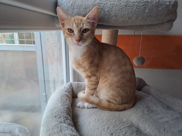 diego