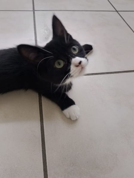 Whoppie