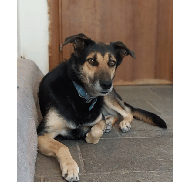 Nala