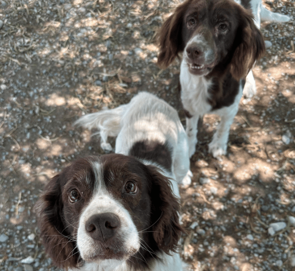 Bonnie & Clyde