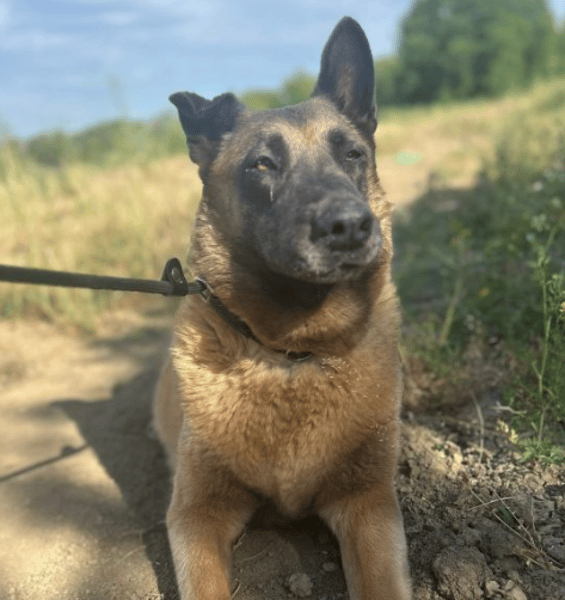 Ava