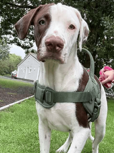 Monty