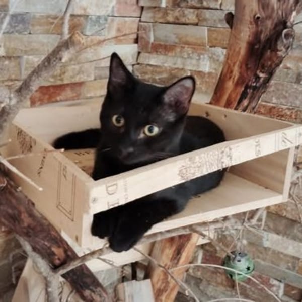CACHOU*