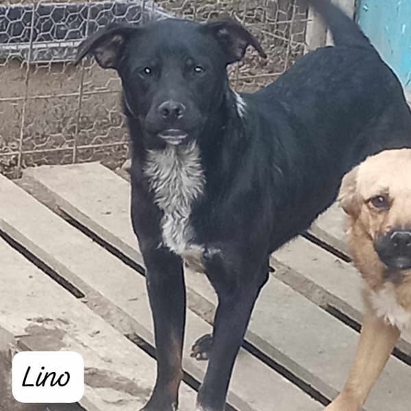 LINO