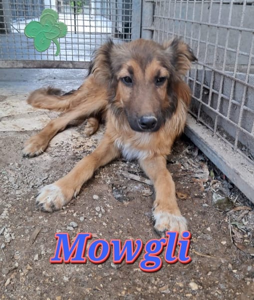 MOWGLI nato ad Febbraio 2025