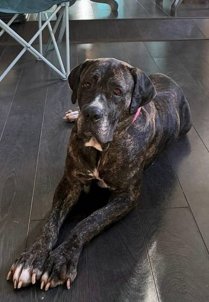 Perle, femelle, chien de cour italien, née le 24/02/2019