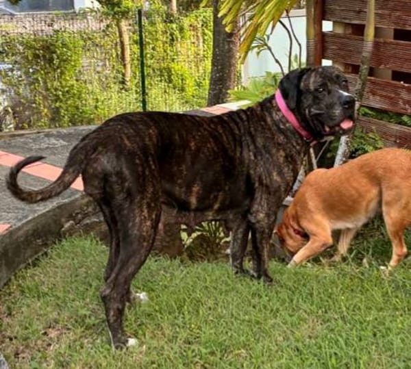 Perle, femelle, chien de cour italien, née le 24/02/2019