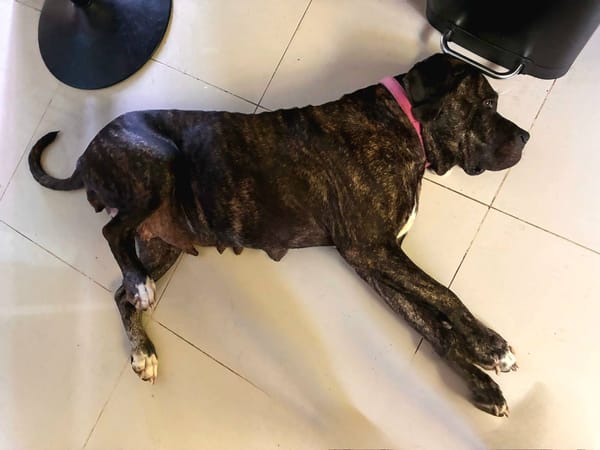 Perle, femelle, chien de cour italien, née le 24/02/2019