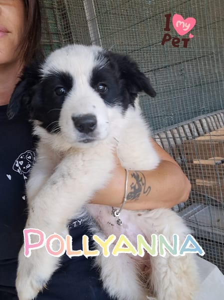 POLLYANNA cucciolina adorabile