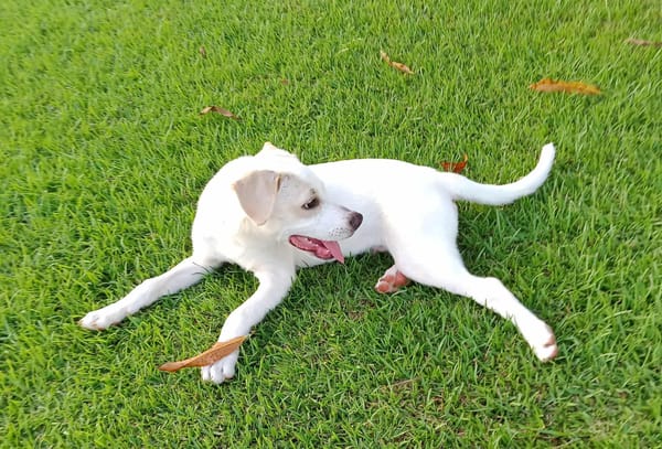 Milio, mâle croisé berger, né le 06/04/2025  🐶