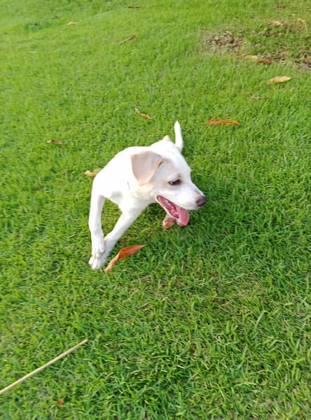 Milio, mâle croisé berger, né le 06/04/2025  🐶