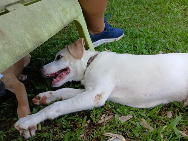 Milio, mâle croisé berger, né le 06/04/2025  🐶