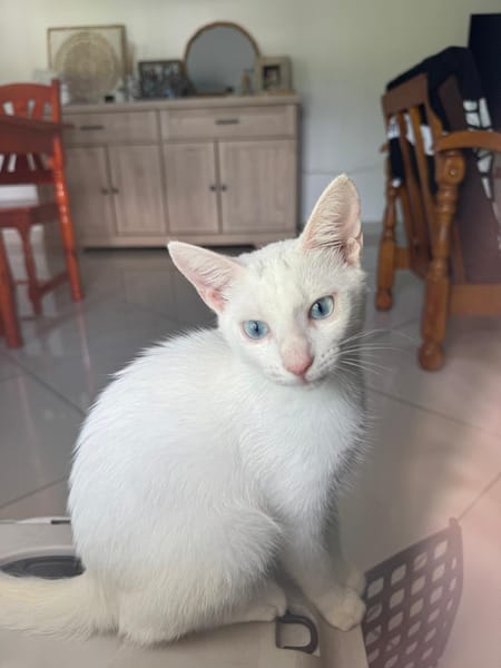 Aby, femelle croisée européen, née le 02/03/2025 🐱