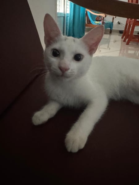 Aby, femelle croisée européen, née le 02/03/2025 🐱