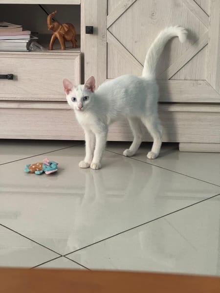 Aby, femelle croisée européen, née le 02/03/2025 🐱