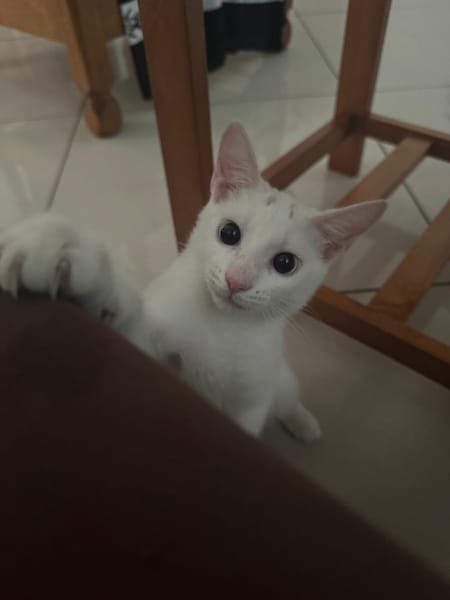 Aby, femelle croisée européen, née le 02/03/2025 🐱