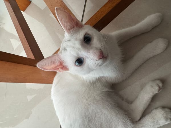 Aby, femelle croisée européen, née le 02/03/2025 🐱
