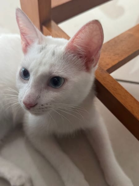 Aby, femelle croisée européen, née le 02/03/2025 🐱