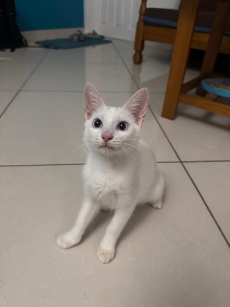 Aby, femelle croisée européen, née le 02/03/2025 🐱