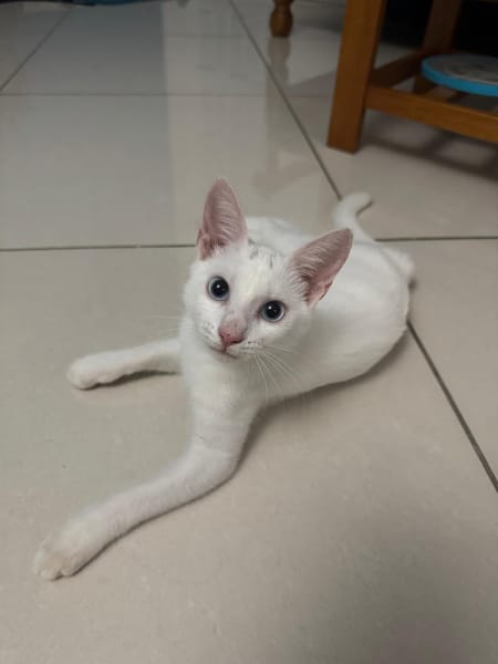 Aby, femelle croisée européen, née le 02/03/2025 🐱