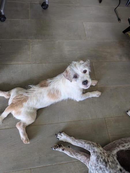 AEL, croisé griffon mignon