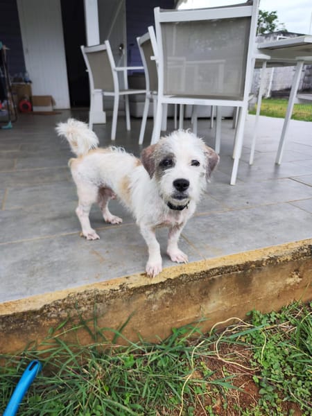 AEL, croisé griffon mignon