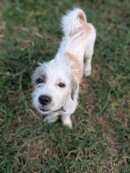 AEL, croisé griffon mignon