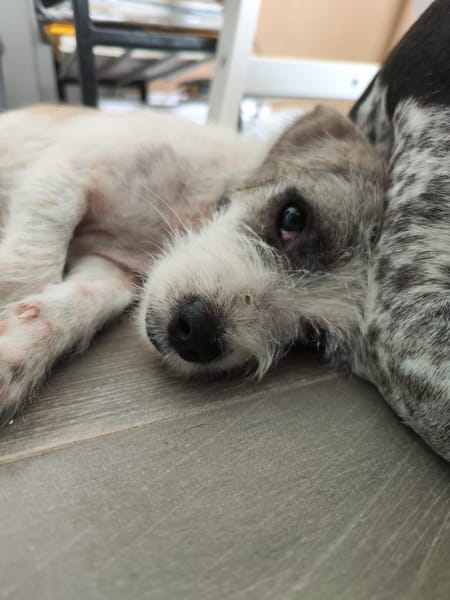 AEL, croisé griffon mignon