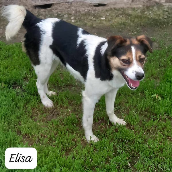 ELIZA