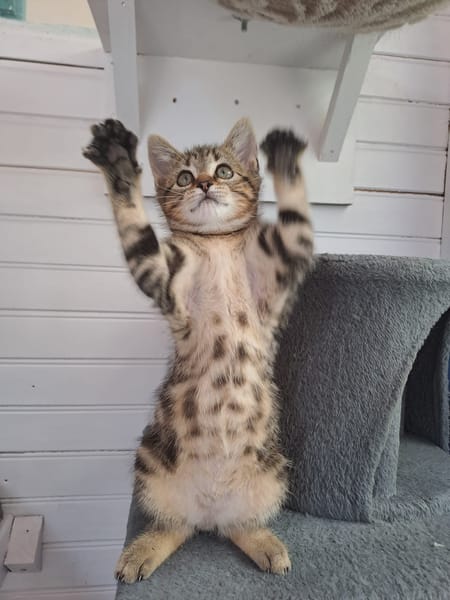 JIM