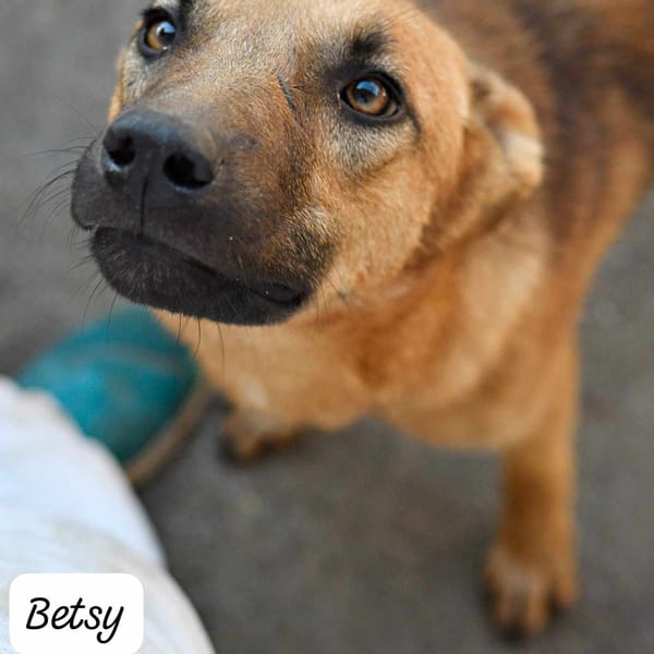 BETSY