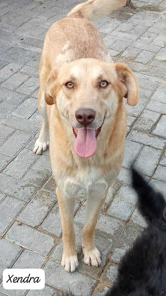 XENDRA