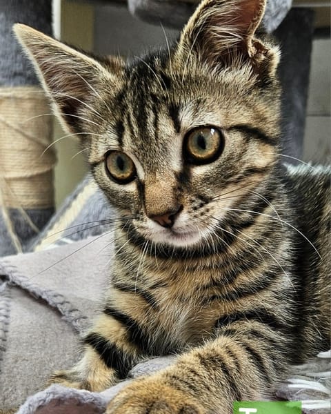 TOM