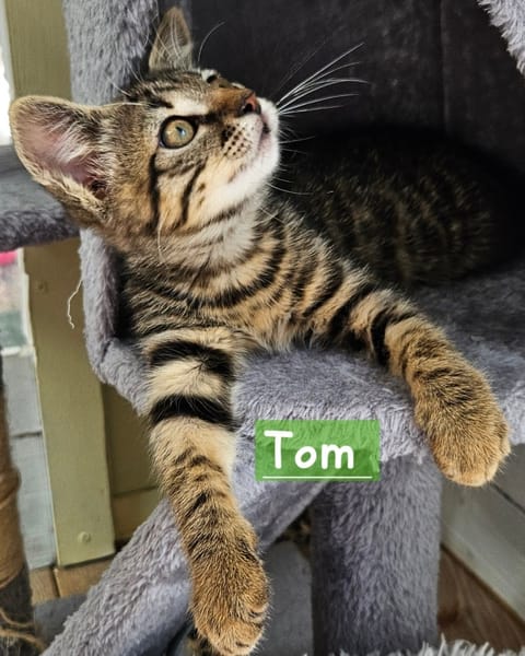 TOM
