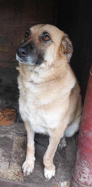 BAYA