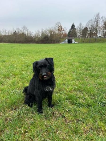 Alfi 2-jähriger Puli Mix