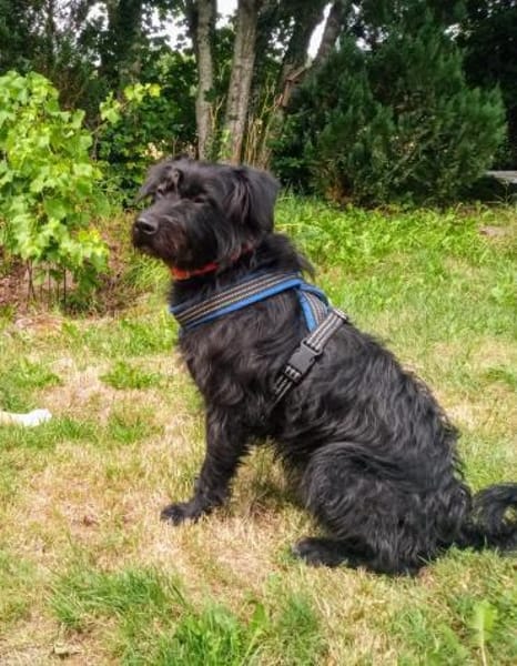 Alfi 2-jähriger Puli Mix