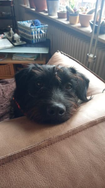 Alfi 2-jähriger Puli Mix