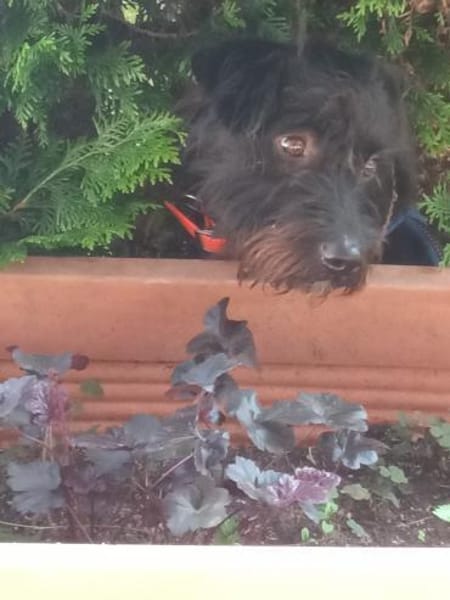 Alfi 2-jähriger Puli Mix