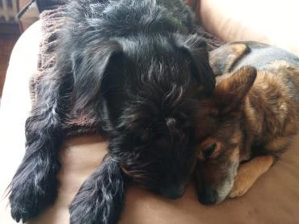 Alfi 2-jähriger Puli Mix