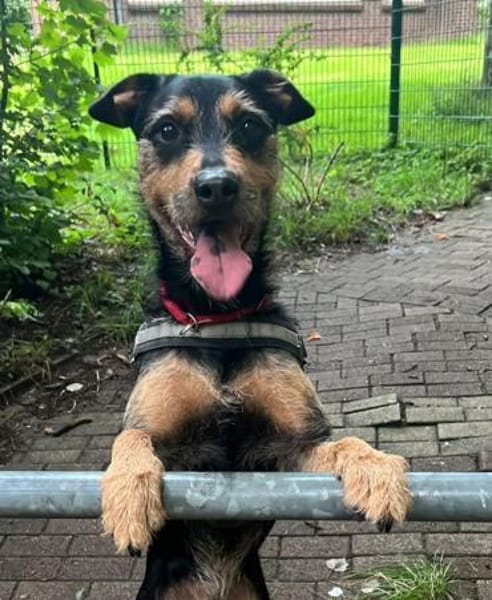 Frodo träumt von einem eigenen Zuhause