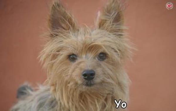 YO