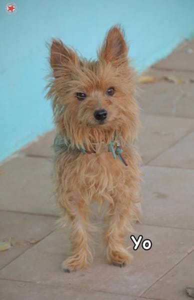 YO