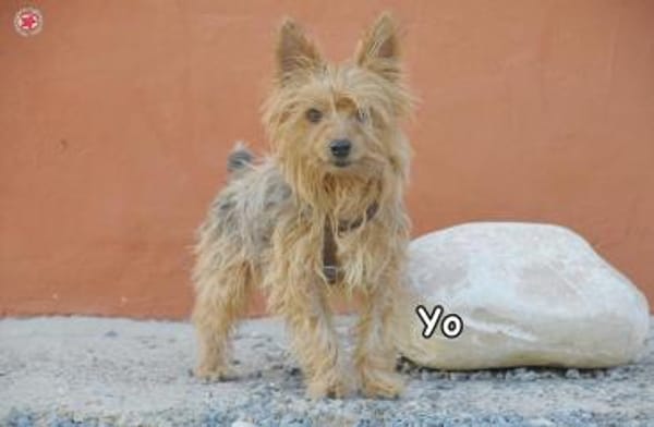 YO