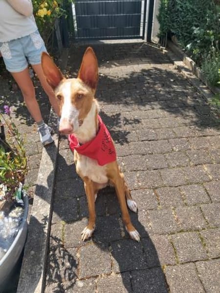 Xenon - Bildschöner Podenco