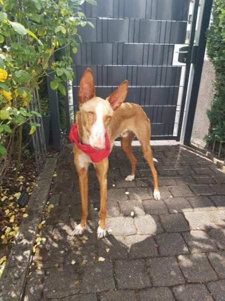 Xenon - Bildschöner Podenco