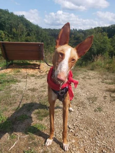Xenon - Bildschöner Podenco