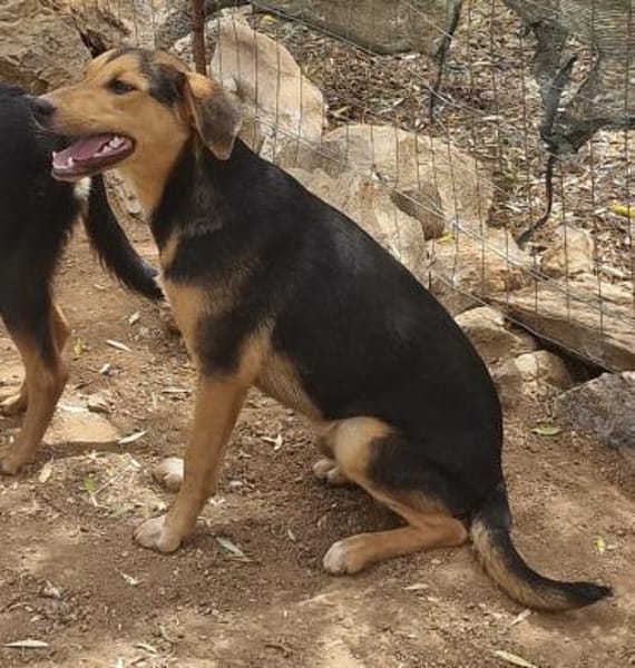 Die 3 Musketiere