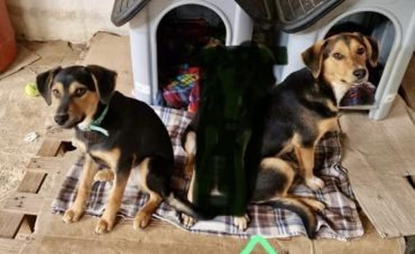 Die 3 Musketiere